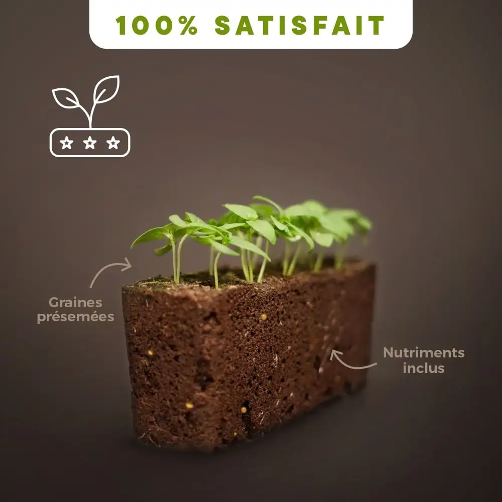 Garantie de Germination des Lingots Véritable