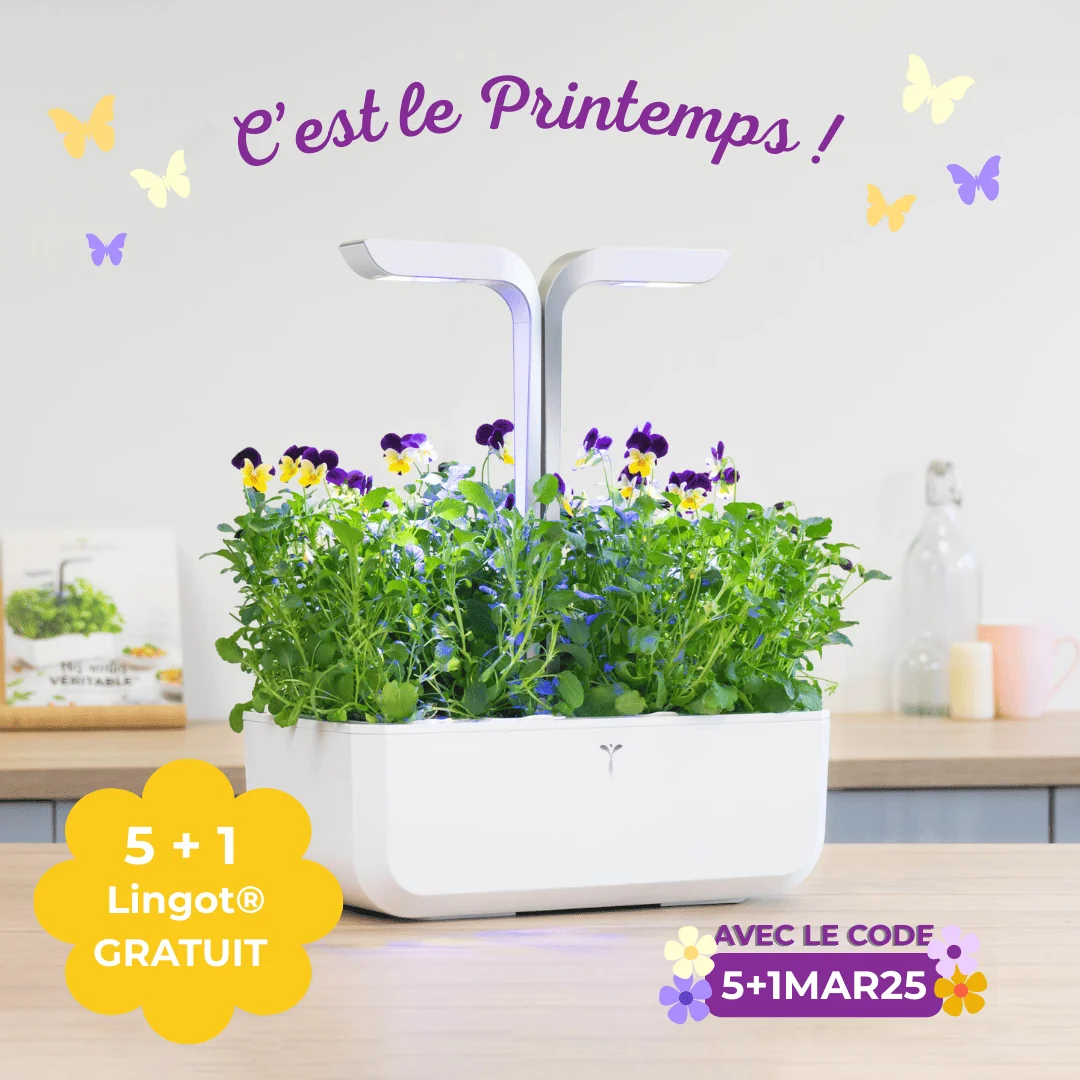 Pour l'achat de 5 Lingots, le 6ème est offert avec le code 5+1MAR25