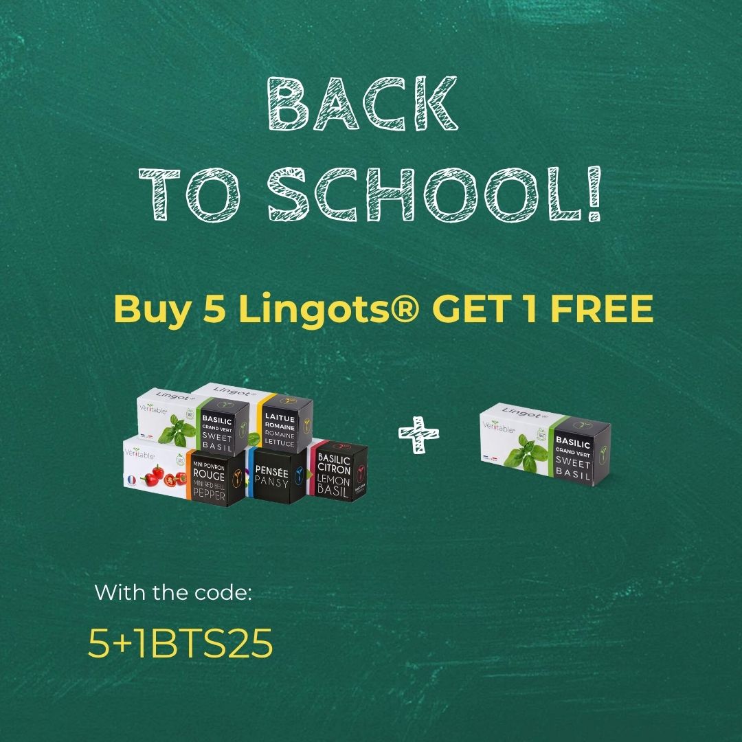 I'm stocking up on Lingots for the new school year.