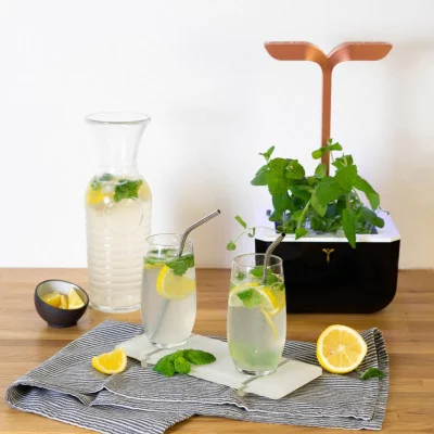 Apple Mint Lemonade Apple Mint Lemonade