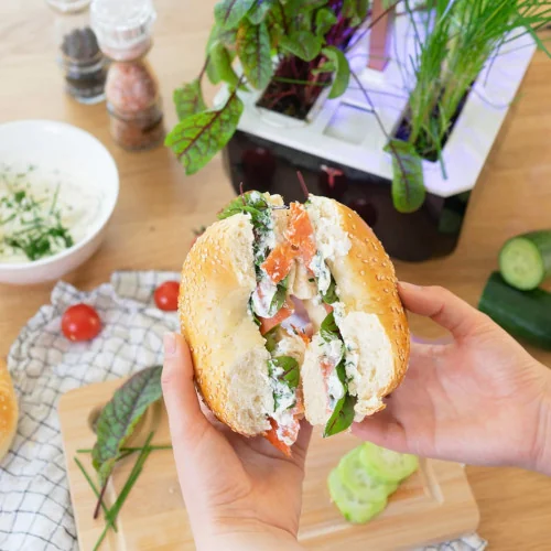 Bagel saumon et oseille sanguine et fromage frais ciboulette