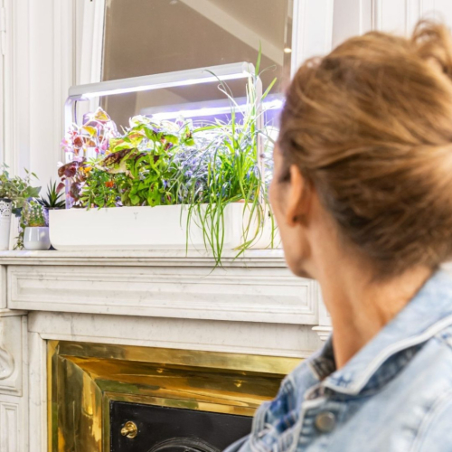 Create your own cocooning ritual with an indoor garden